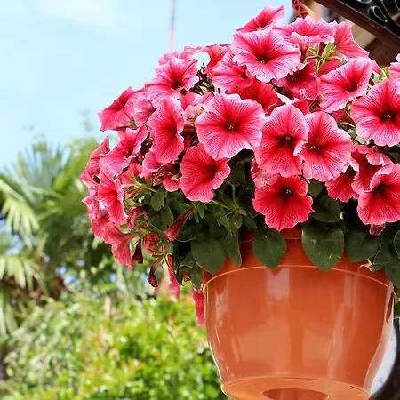 Garden شقة *